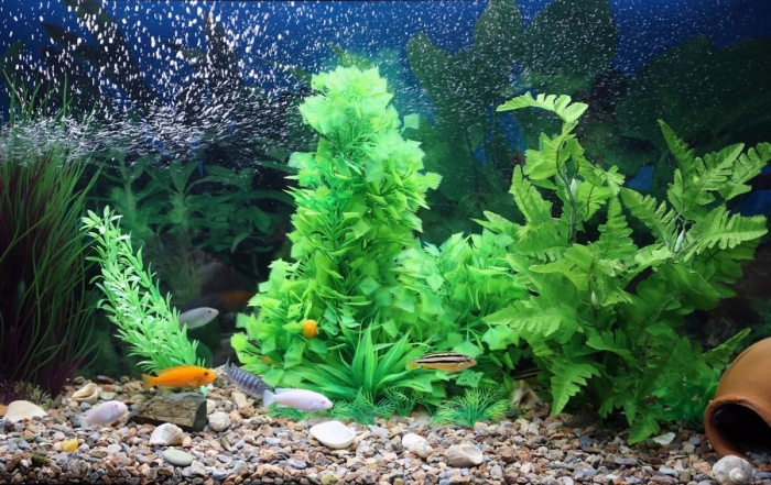Аквариумное растение