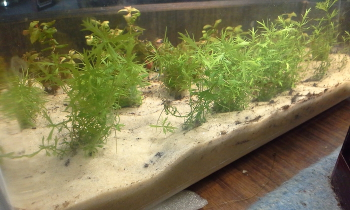 Кварцевый песок для аквариума