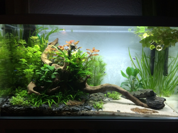 Пресноводные аквариумы