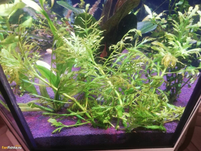 Растение для аквариума