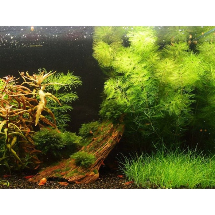 Травник аквариум акваскейп