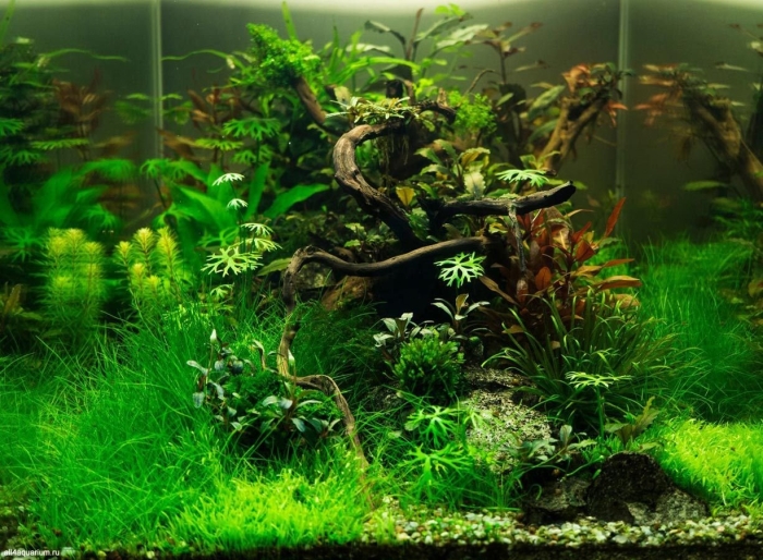 Акваскейп 80л