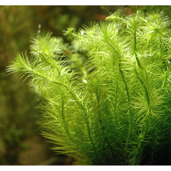 Майяка селловиниана