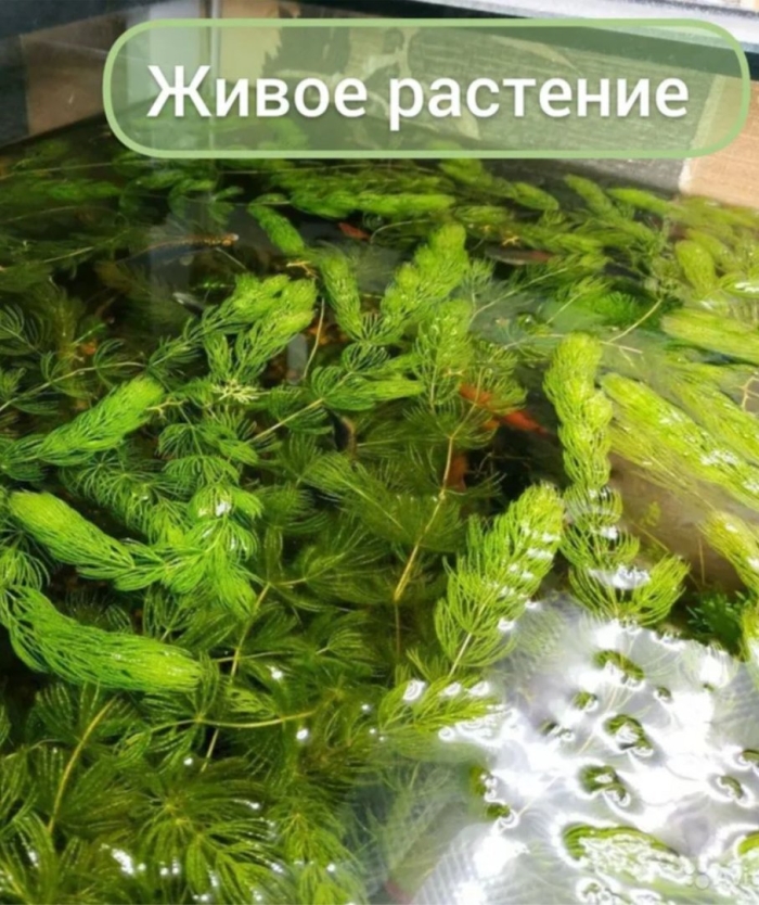 Роголистник полупогруженный