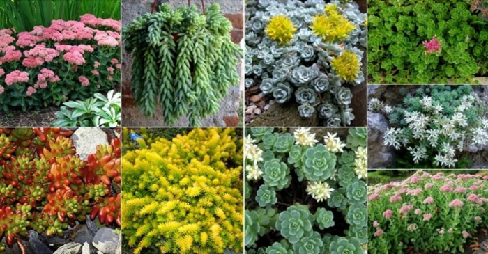Очиток толстоветвистый - sedum pachyclados