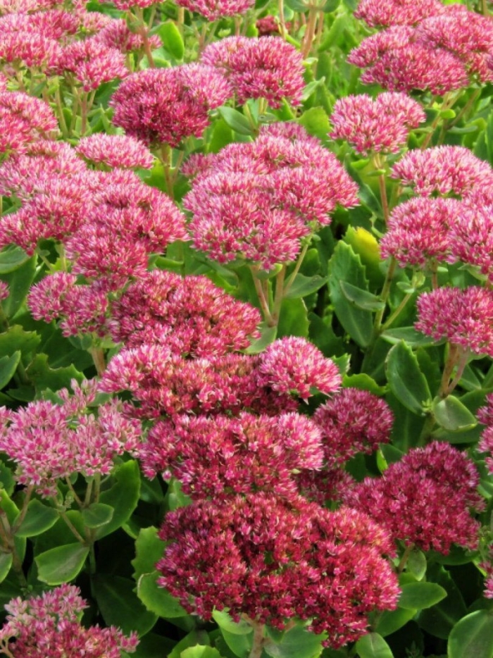 Очиток видный sedum spectabile brilliant