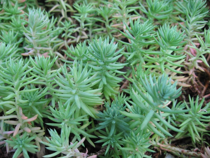 Очиток курильский (sedum kurilense)