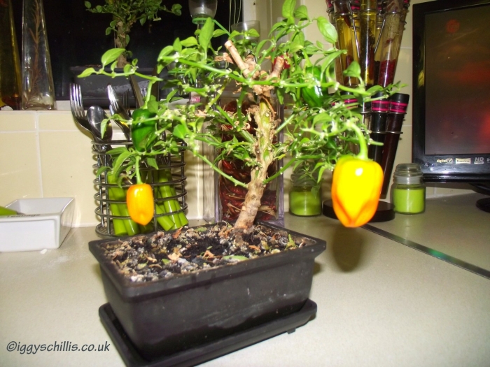 Хабанеро оранж