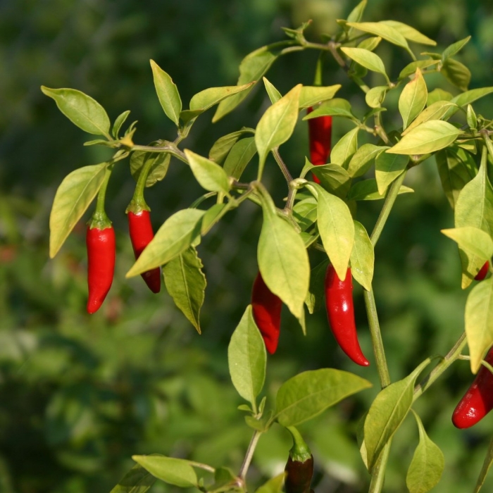 Перец огонек куст