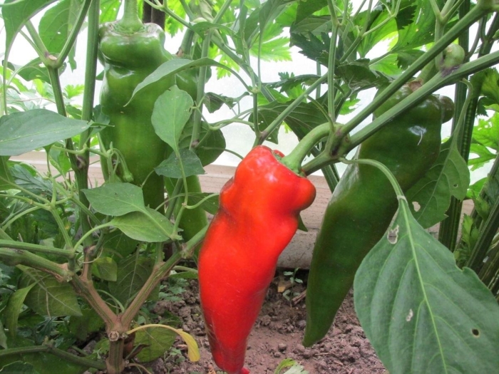 Перец рамиро красный острый