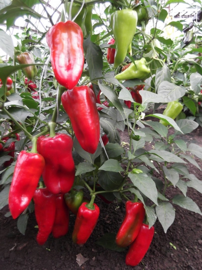 Перец сладкий гигант красный