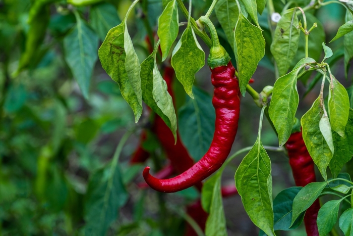 Перец-дерево спрут