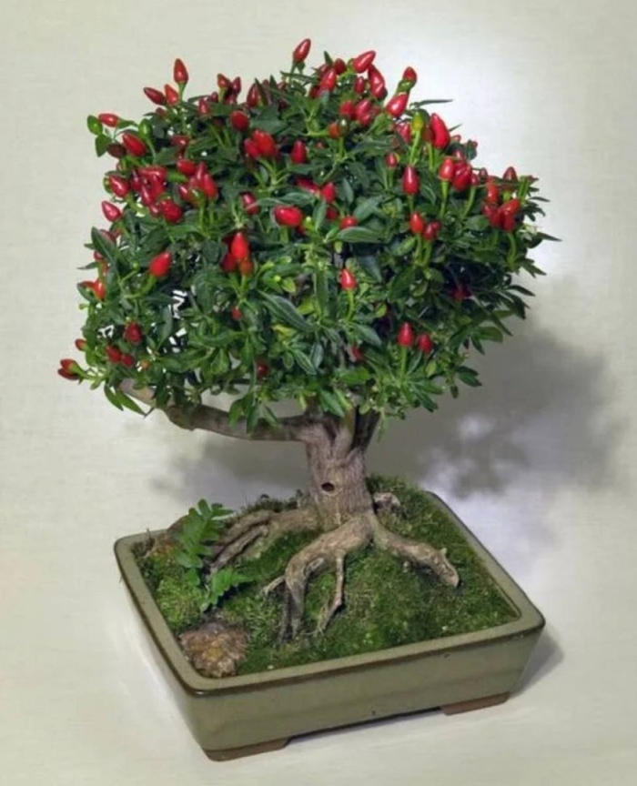 Бончи бонсай чили