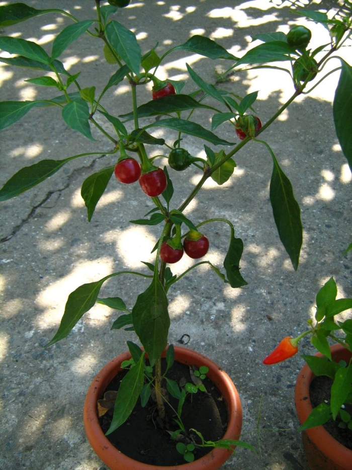 Перец острый пикантная вишня
