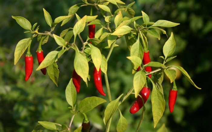 Перец стручковый капсикум