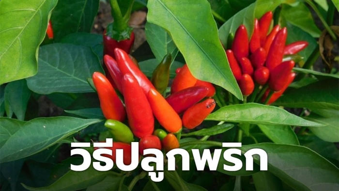 Паприка растение