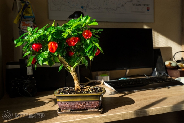 Перец бонсай