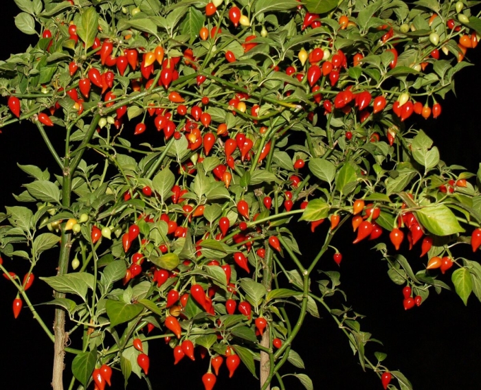 Перец острый бикиньо красный