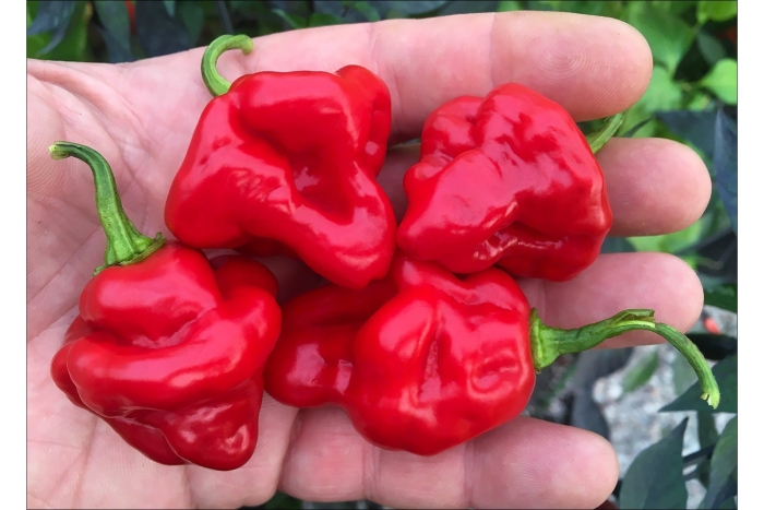 Хабанеро ред перец