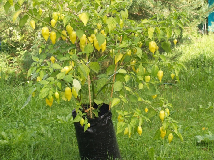 Перец хабанеро растение