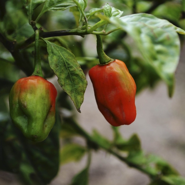 Хабанеро ред