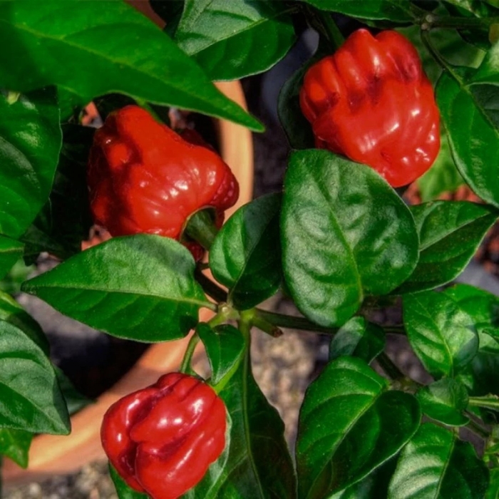 Перец хабанеро нумекс оранж