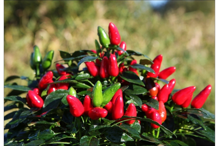 Перец сальса декоративный