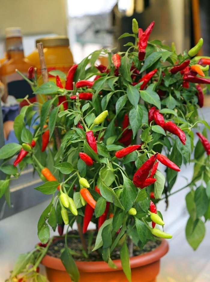 Комнатный острый перец