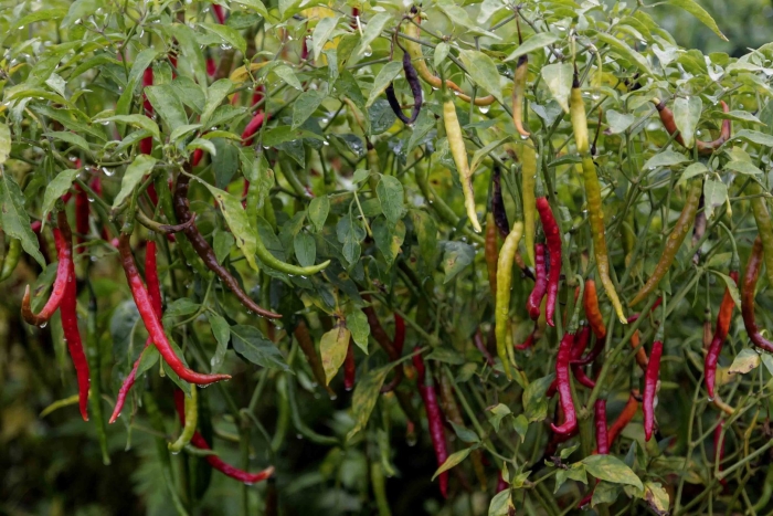 Де арболь перец