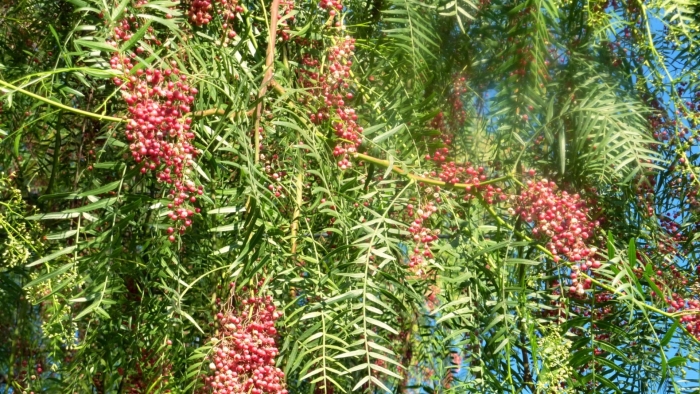 Перечное дерево шинус