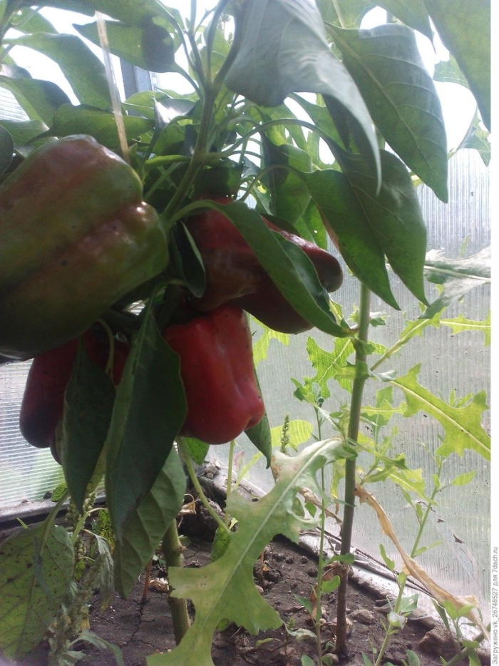 Перец сладкий чудо великан f1