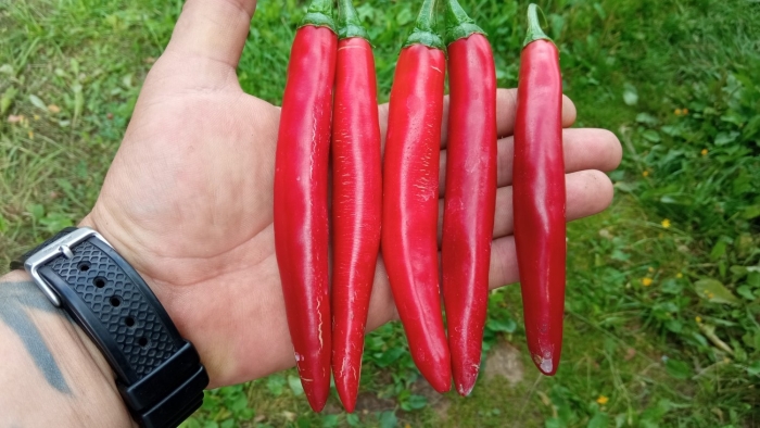 Острый перец сорта