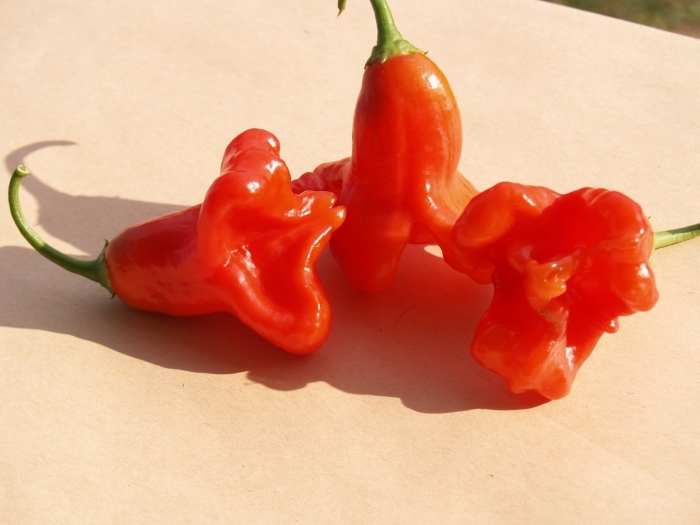 Перец визирь колокольчик