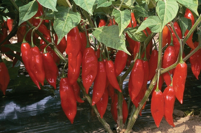 Красный острый перец