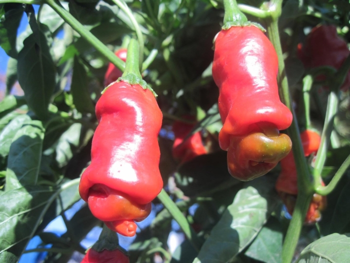 Сорт перца чилли вилли