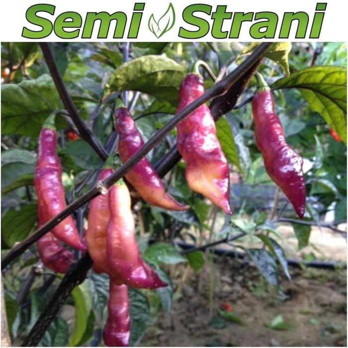 Cемена перца острого