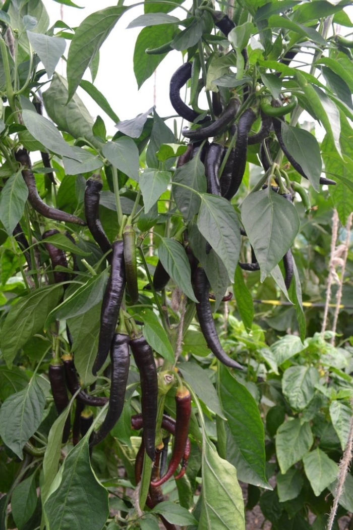 Перец сладкий джигит