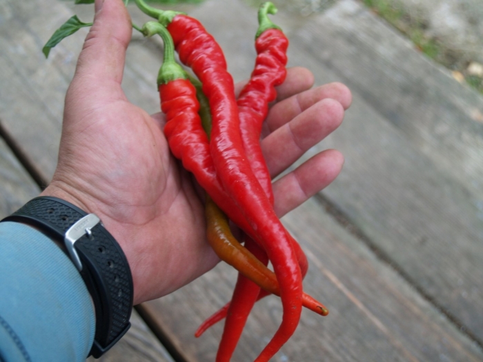 Перец острый бараний рог