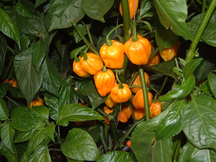 Семена острый перец scotch bonnet yellow