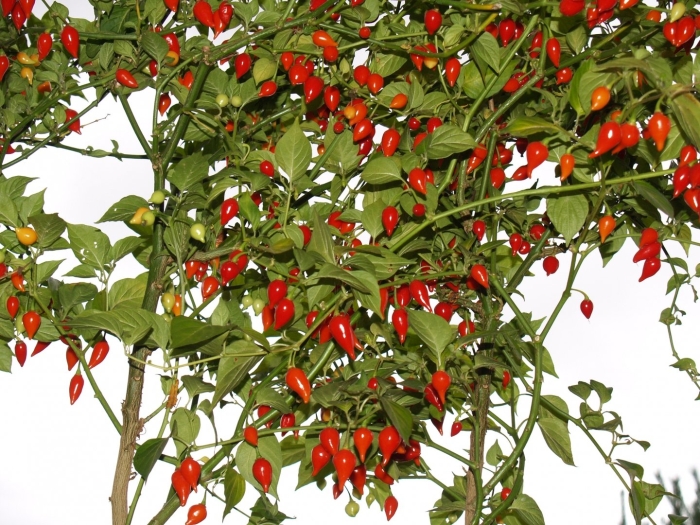 Biquinho острый перец