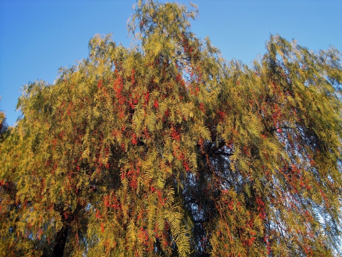 Weeping bottlebrush
