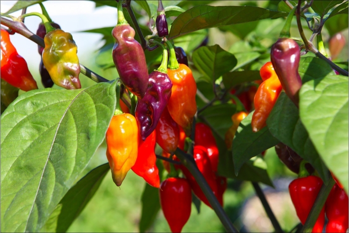 Самый дорогой перец в мире