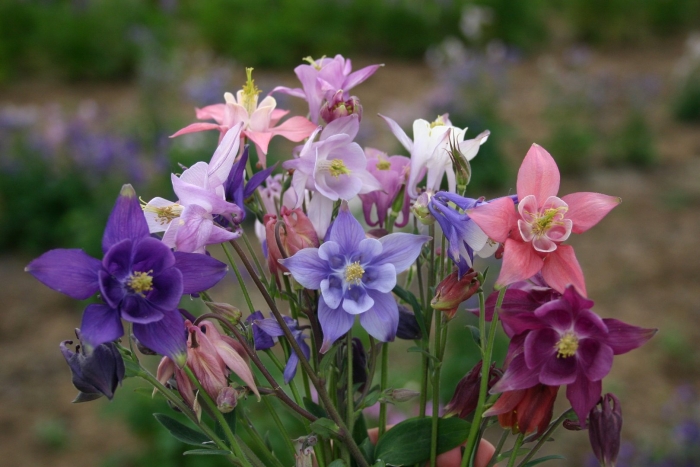 Аквилегия mckana hybrids
