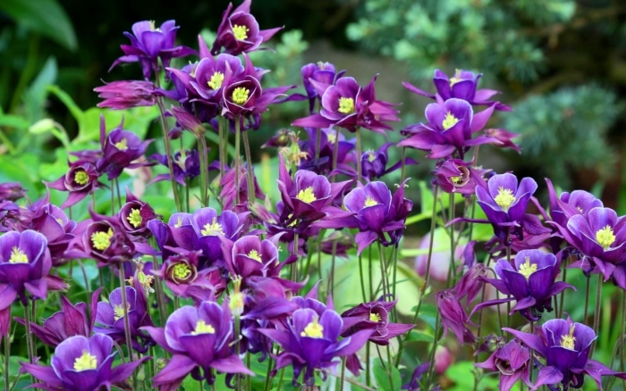 Аквилегия водосбор