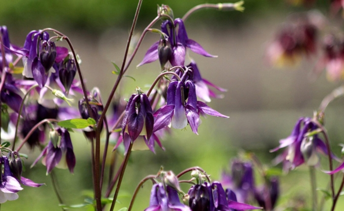 Aquilegia vulgaris