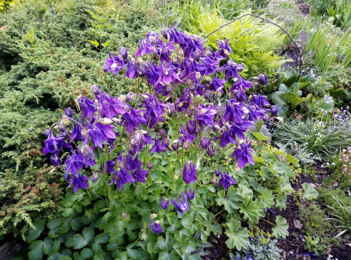 Водосборники цветы