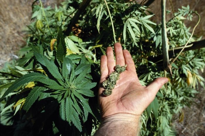 Пятилистная конопля