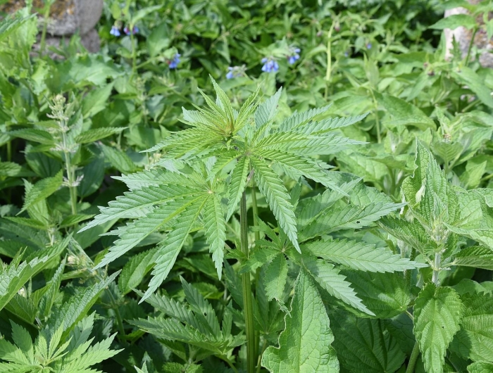 Трава наркотик анаша