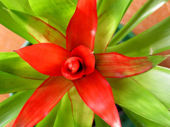 Гузмания минор рондо