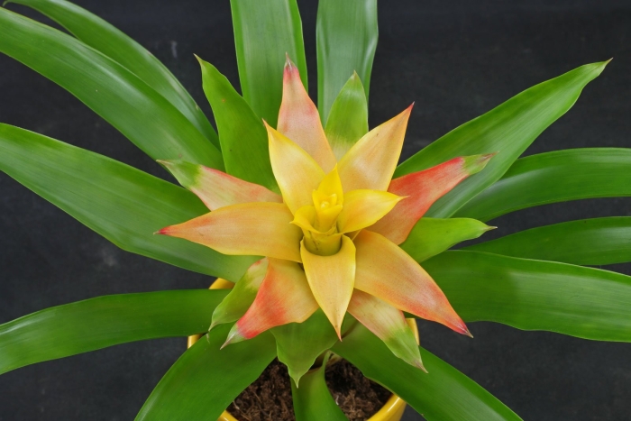 Бромелия guzmania